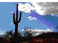 Tucson Saguaro